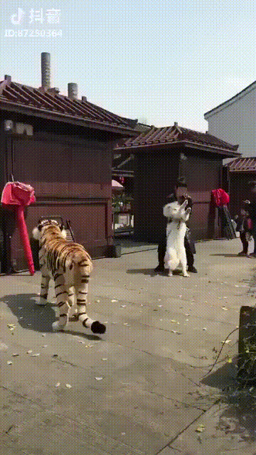 uploaded_6a516366c218a3.53470500.gif