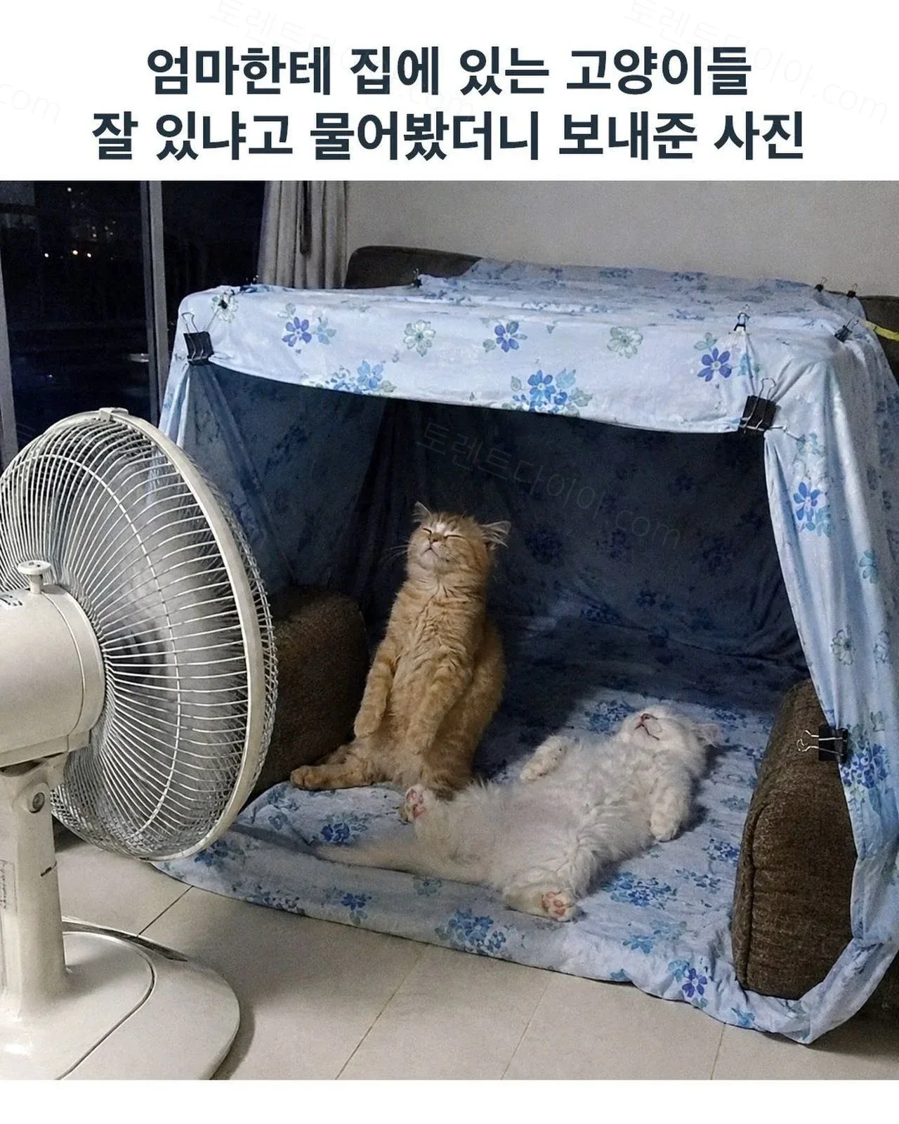 uploaded_6a52c07cf2ca93.12528143.webp