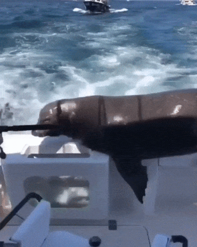 uploaded_6a56ac296a1495.08851816.gif