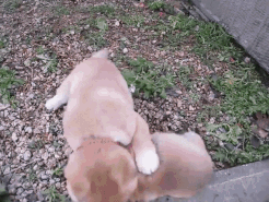 uploaded_6a5fdfa6326ca2.98549734.gif