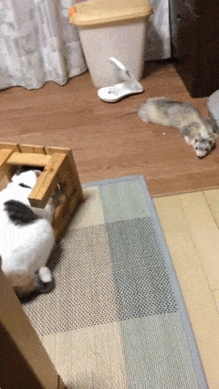 uploaded_6a6d011d324270.26011187.gif