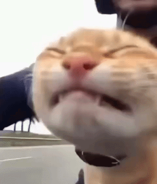 uploaded_6a7259dae51908.09028303.gif