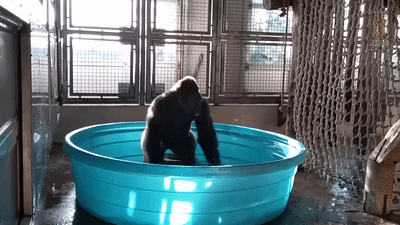 uploaded_6a78cf7a2be1a2.29217429.gif