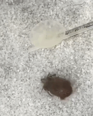 uploaded_6a876853edaac8.69334763.gif