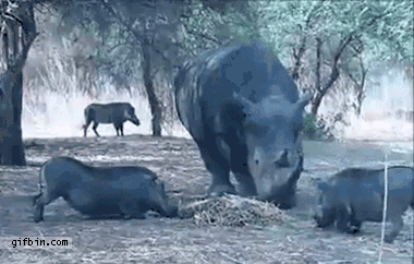 uploaded_6a88d1c6b78c34.12659881.gif