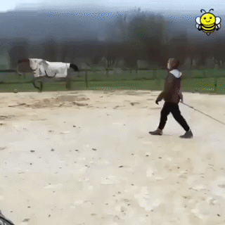 uploaded_6a8a1ce25aa870.84328078.gif