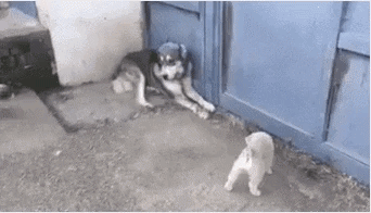 uploaded_6a8c9dc5bd82a0.83418760.gif