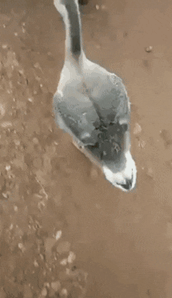 uploaded_6a91f3347b0f70.08665095.gif