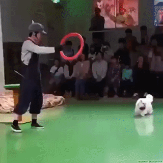 uploaded_6a9c9235da3785.11862681.gif