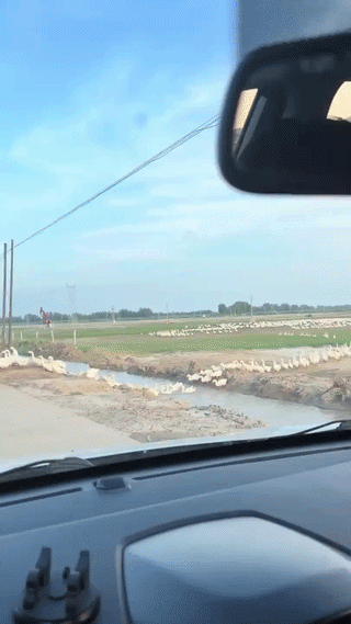 uploaded_6aa1d500882b16.80692659.gif
