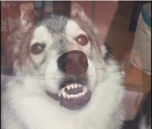 uploaded_6aa31c625d91f4.97066671.gif