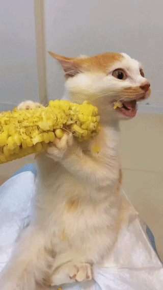 uploaded_6aa31cde6c3a19.10620686.gif