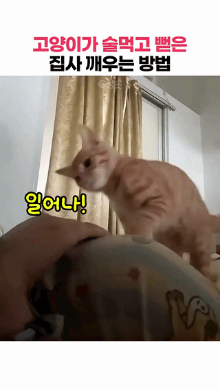 uploaded_6aa86495530511.19657403.gif