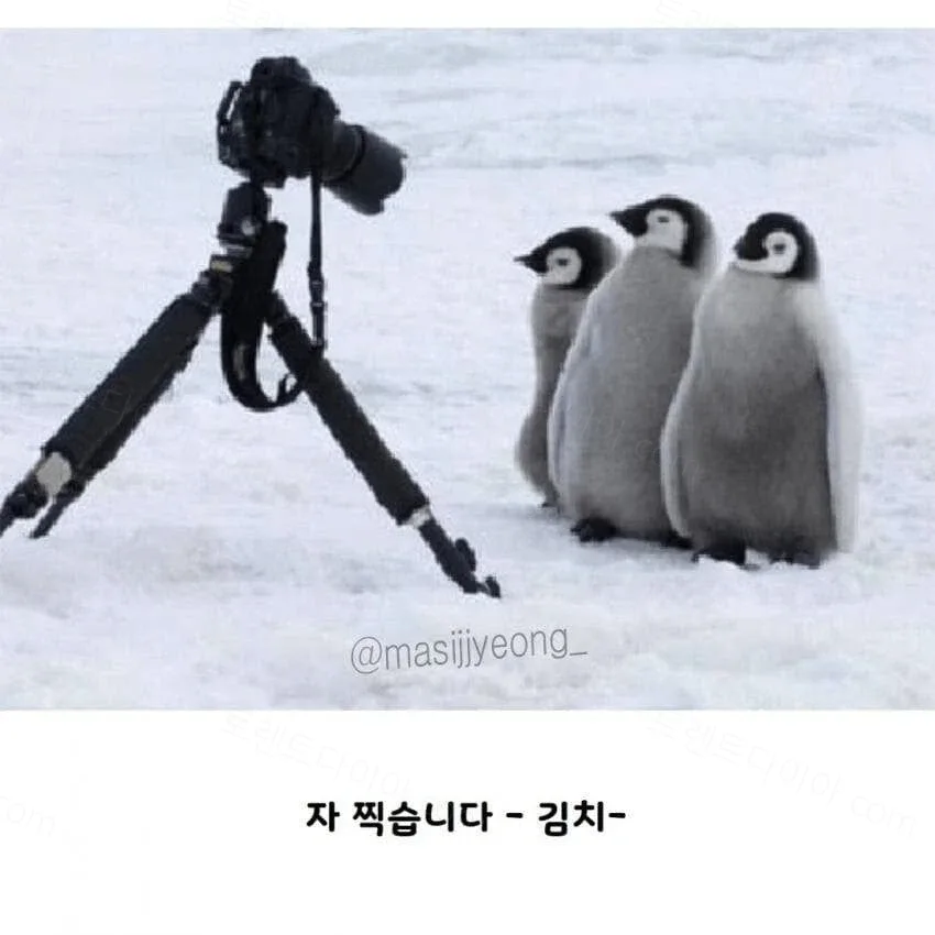 uploaded_6ad3f358db00e3.46448096.webp