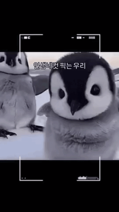 uploaded_6ad3f366577919.47713295.gif