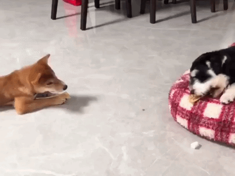 uploaded_6ad53893d1d6f6.25180283.gif