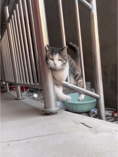 uploaded_6ad92fde606b99.32381873.gif